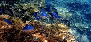 Australia's Great Barrier Reef