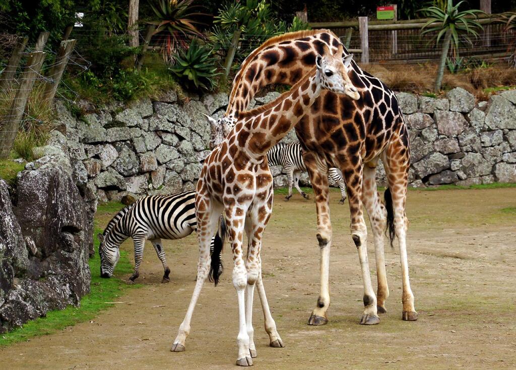Auckland zoo