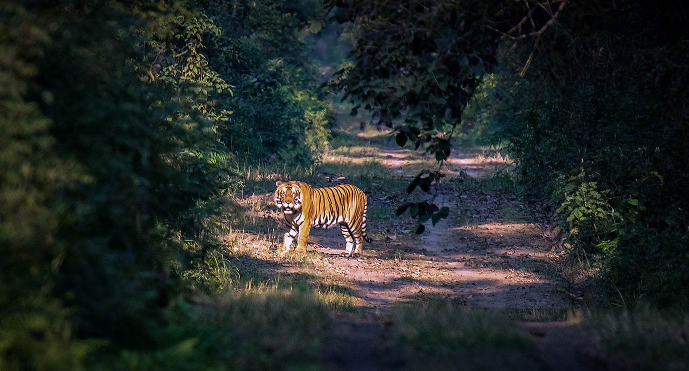 Dudhwa National Park Terai Tiger