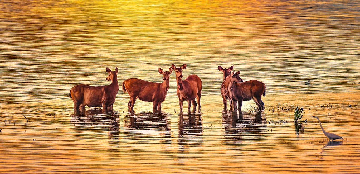 Sambar Deer at Kaziranga National Park