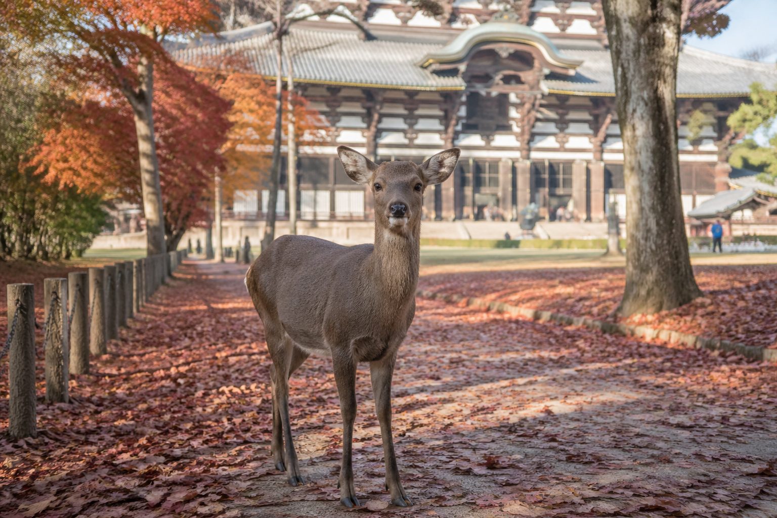 Day Trips from Kyoto: Nara, Uji, Hiei-zan, Himeji