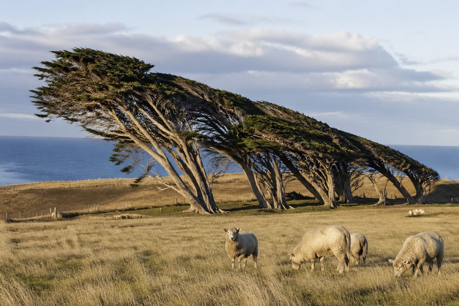Day 11-12: Catlins Coast & Dunedin