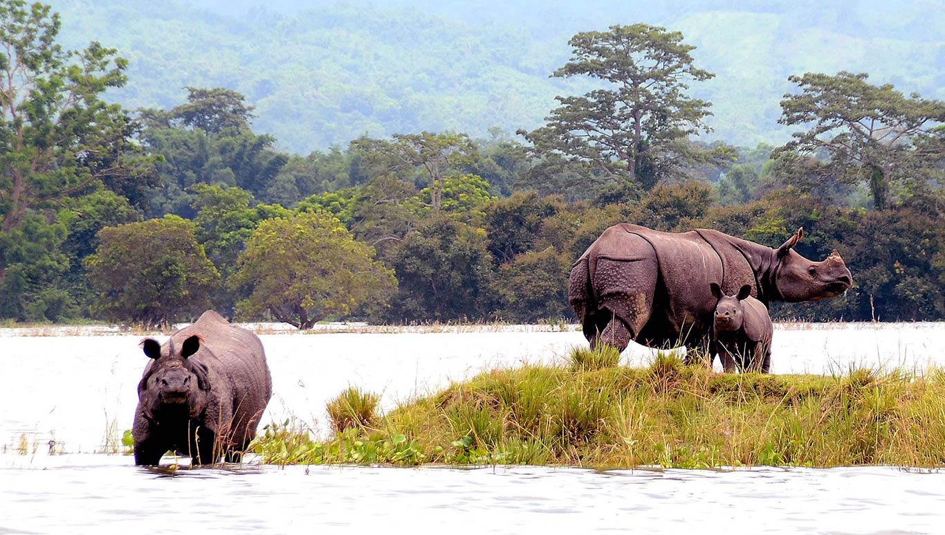 Rhinos in Kaziranga National Park
