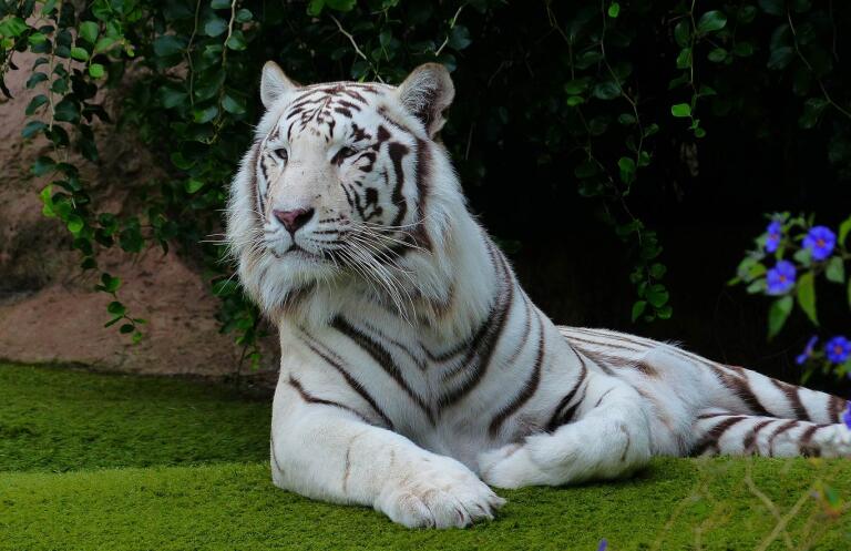 White Bengal Tiger Sundarbans National Park