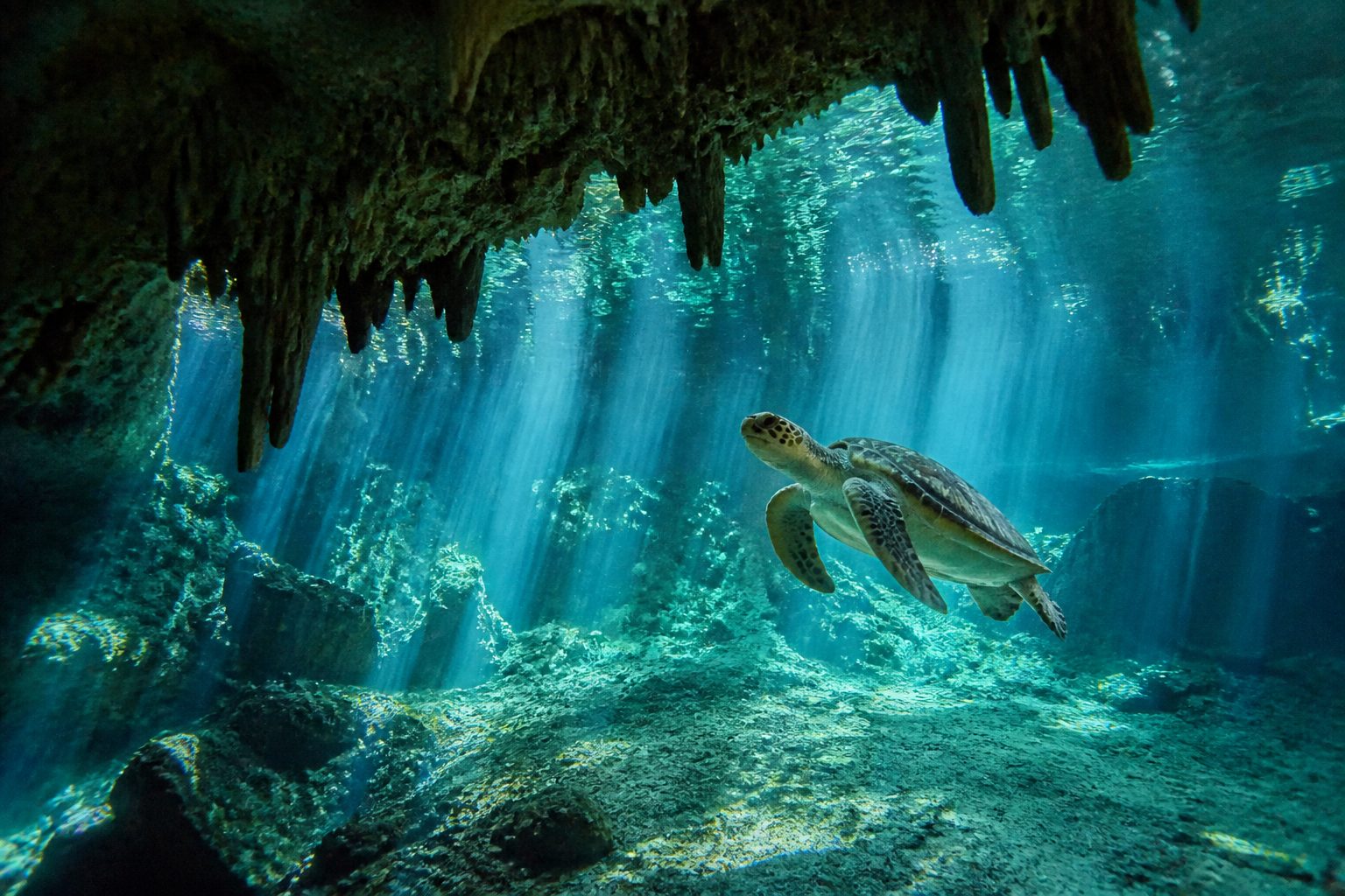 Swimmer exploring a crystal-clear cenote in the Yucatán Peninsula with ancient Mayan ruins nearby, Mexico